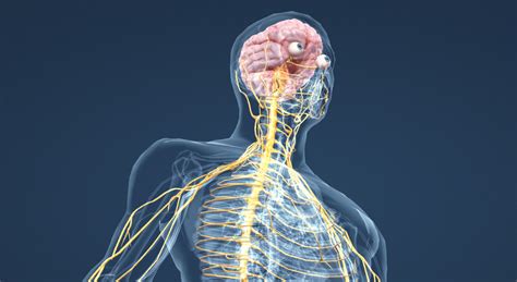 sistema nervoso-1